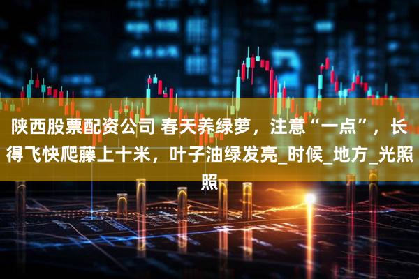 陕西股票配资公司 春天养绿萝，注意“一点”，长得飞快爬藤上十米，叶子油绿发亮_时候_地方_光照